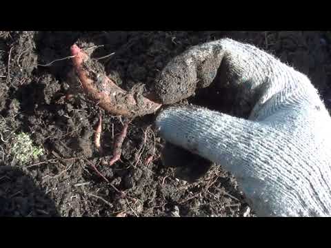 Видео: Батат Выращивание в Сибири   Итоги