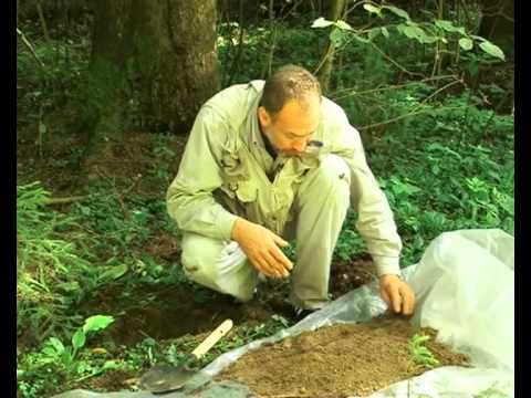 Видео: Кабан