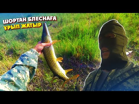 Видео: Жазғы балық аулау, амур жағаға секіріп түсті😂, шортан блеснаға ұрып жатыр