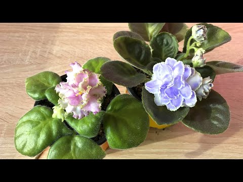 Видео: Я РАЗОЧАРОВАЛСЯ В ФИАЛКАХ!  Должна была быть красота,  а получилось как всегда(