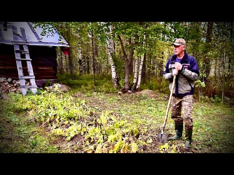 Видео: ДАЧА В КАРЕЛИИ. ОТДЕЛЫВАЮ БАНЮ,СОБРАЛ УРОЖАЙ,ЩУКА ХОЛОДНОГО КОПЧЕНИЯ