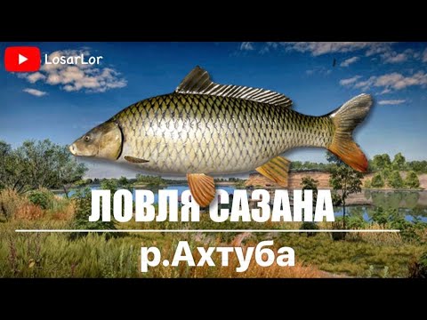 Видео: Сазан На Реке Ахтуба.Раздача ?? Русская Рыбалка 4.Russian Fishing 4