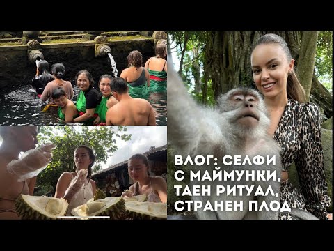 Видео: ВЛОГ ОТ БАЛИ: ГОРА С МАЙМУНИ, ОРИЗОВИ ТЕРАСИ, СВЕЩЕН ХРАМ 🐒 | ♡