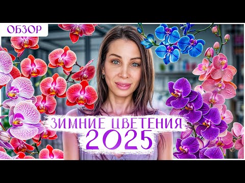 Видео: Орходрузья! Я снова с Вами! Мое зимнее цветение 2025! Фаленопсис Safe haven, Queen kiss, Darvin,Ebro