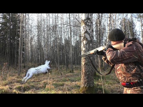 Видео: ОХОТА НА ЗАЙЦА 2021. ОХОТА ПО ЧЕРНОТРОПУ. МАНЮ РЯБЧИКА...