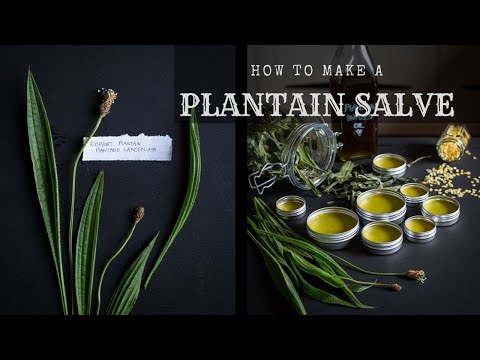 Видео: Мазь из подорожника — как ее приготовить и почему она вам понадобится