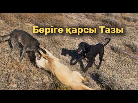Видео: ТАЗЫ шиБӨРІНІҢ ІЗІНЕ ТҮСТІ: ДАЛАНЫҢ ҚАУІПТІ АҢШЫЛЫҒЫ. В степи лицом к лицу: тазы против шакала