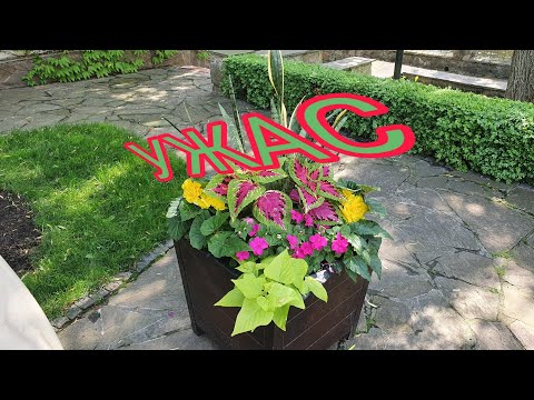 Видео: ЦВЕТОЧЫЕ КОМПОЗИЦИИ