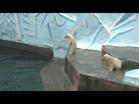 Видео: Водное шоу Герды. 06.05.2023