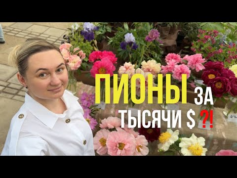 Видео: Пионы за 1000 долларов: редкие сорта, выставка и советы от селекционера