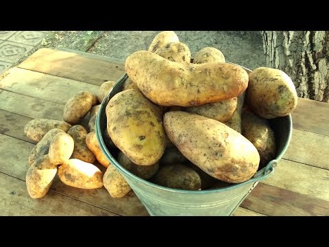 Видео: КАК ВЫРАСТИТЬ ОЧЕНЬ КРУПНЫЙ КАРТОФЕЛЬ / ТАКОЙ КАРТОФЕЛЬ МОЖЕТ ВЫРАСТИТЬ КАЖДЫЙ!