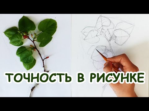 Видео: Как нарисовать веточку с натуры [Елизавета Светлая]