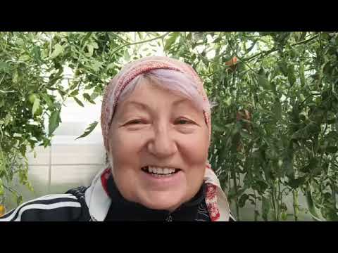 Видео: 13 сентября. Удачная торговля на рынке. Томатный сок на зиму. Собрала все спелые помидоры в теплице.