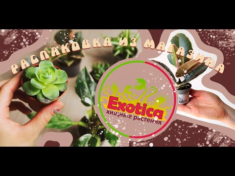 Видео: Распаковка и обзор из магазина Экзотика🌿  Прислали не то растение?
