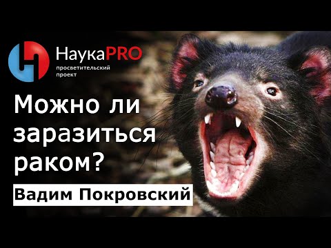 Видео: Можно ли заразиться раком от больного? – Вадим Покровский | Лекции по онкологии | Научпоп