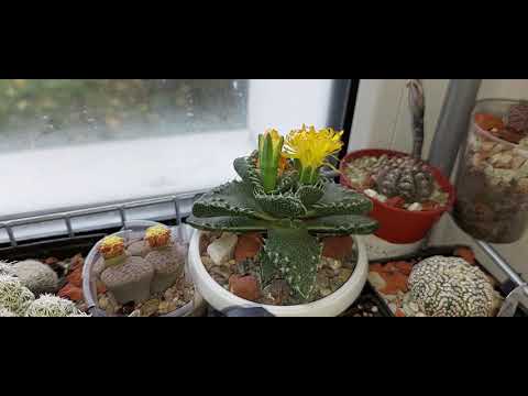 Видео: Фаукария. Выращивание и уход.