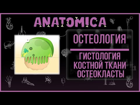Видео: Гистология костной ткани / Остеокласт - строение и функции / Остеология