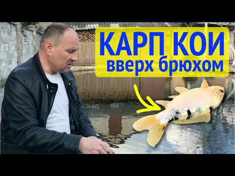 Видео: Карп Кои вверх пузом  Что делать? Заболела рыба в пруду. Как я лечил рыбу.
