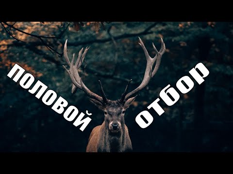 Видео: Половой отбор. Борис Жуков