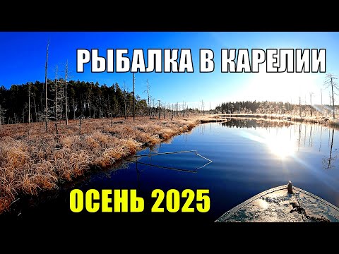 Видео: Два дня на таёжном озере. Рыбалка на самоловки и спиннинг 2025. Сказочная Карелия