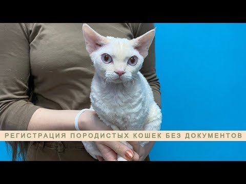 Видео: Регистрация кошки без документов. Как легально оформить родословную?