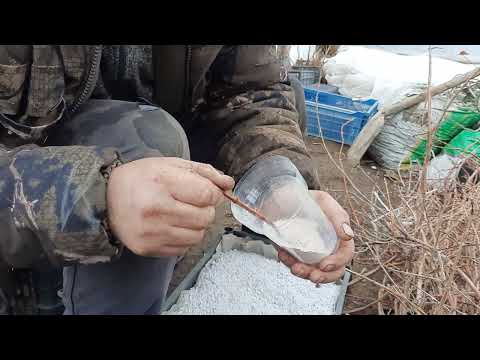 Видео: Размножение жимолости одревесневшими черенками в перлит.