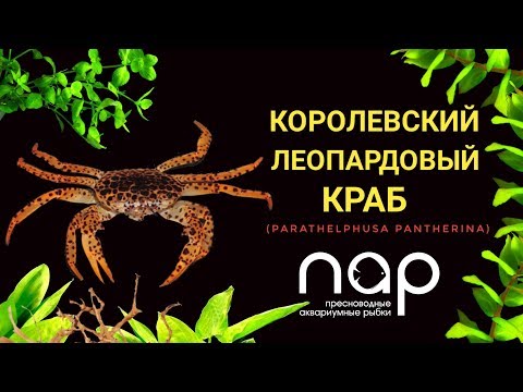 Видео: Королевский леопардовый краб (Parathelphusa pantherina).