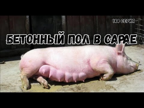 Видео: Бетонный пол в сарае .Переселение свиноматок в новые апартаменты.