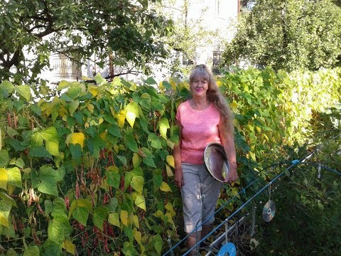 Видео: Фасоль на заморозку.   ФАСОЛЬ ВЬЮЩАЯСЯ BORLOTTO LINGUA DI FUOCO 2