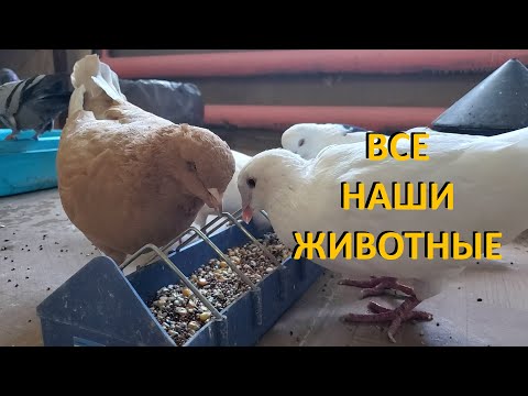 Видео: ВСЕ НАШИ  ЖИВОТНЫЕ