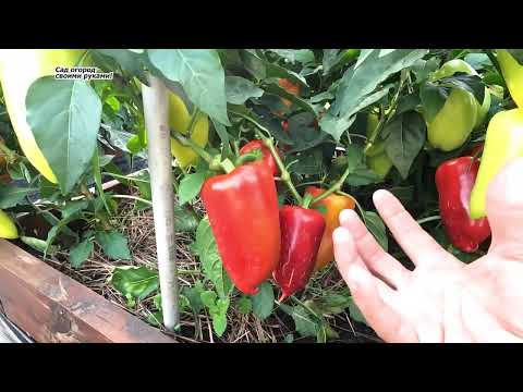 Видео: Перец сбрасывает завязи? Больше  он этого делать не будет.