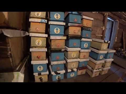 Видео: КАК ЗАСЕЛИТЬ ТРЁХ РАМОЧНЫЕ НУКЛЕУСЫ ПЧЕЛОЙ, от А до Я, ТРЯСЕМ ПЧЕЛУ,ЗАЛИВАЕМ СИРОП,КЛЕТКЕ