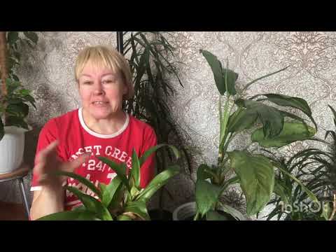 Видео: рассадка деток гузмании