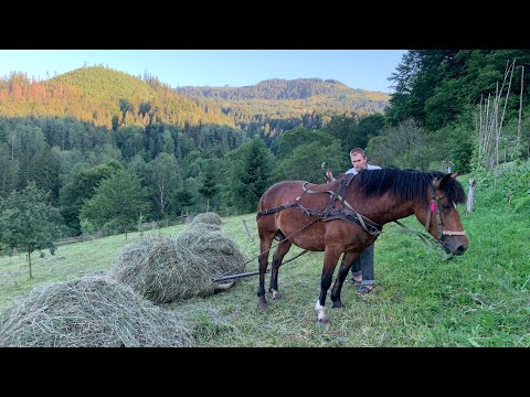 Видео: СІНОКОСИ В КАРПАТАХ 2023 / ГУЦУЛИ ВОЗЯТЬ КОПИЦІ КОНЕМ В ГОРАХ - ВСЕ ПО ДАВНОМУ