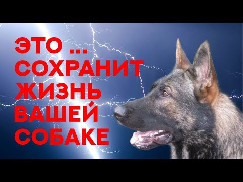 Видео: Это сохранит жизнь вашей собаке. Самый важный навык из всех возможных. It wil save your dog's life.