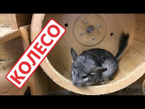 Видео: Беговое колесо для грызунов 400 мм (доработка)