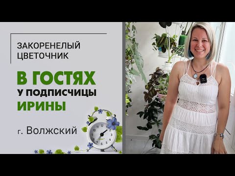 Видео: В гостях у Ирины, г. Волжский. Фиалки, эписции, бегонии и много другой красоты.