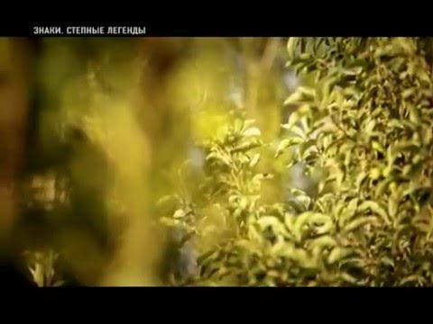 Видео: 'Знаки Степные легенды' Суюнбай Аронулы, Жамбыл Жабаев, Сарыбай би,Туктыбай ата, Кайназар ата