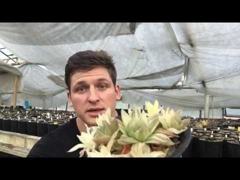 Видео: Пестролистные (вариегатные) суккуленты
