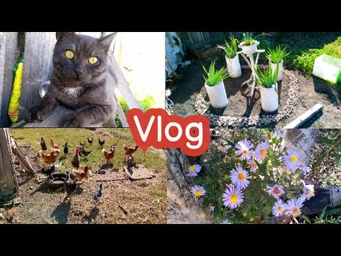 Видео: VLOG Осенний жаркий день. Курочки