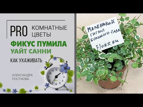 Видео: Фикус | Все ли сорта вам знакомы? | Фикус пумила - маленький представитель большого семейства