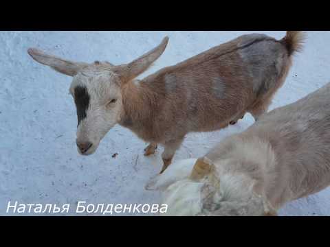 Видео: Стимуляция охоты у коз.