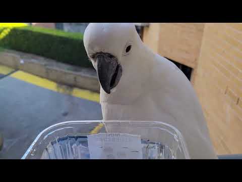 Видео: 🦜 ПРЕДЛАГАЮ ВОДУ ДИКОМУ ПОПУГАЮ!