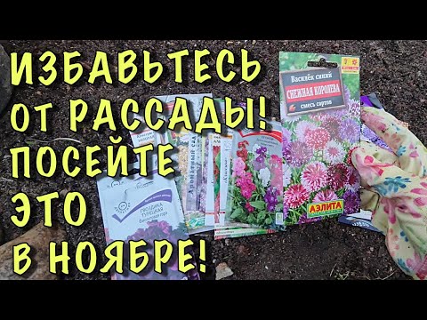 Видео: Посейте ЭТИ ЦВЕТЫ ПОД ЗИМУ и весной СКАЖЕТЕ СПАСИБО!