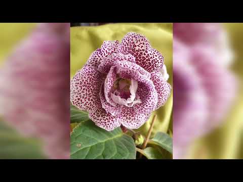 Видео: Глоксиния вытягивается и не цветет.
