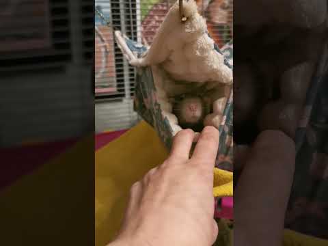 Видео: Пабло решил поспать #крыса #пасюк #полупасюк #декоративнаякрыса #rats