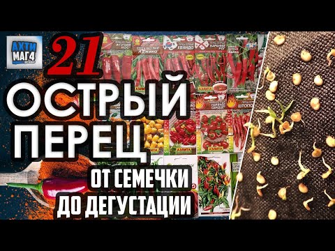 Видео: 21 острый перец / проращивание семян #4