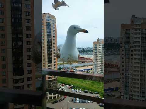 Видео: Подружка моя😍🕊#санктпетербург #чайка #birds #красота #рекомендации #gull