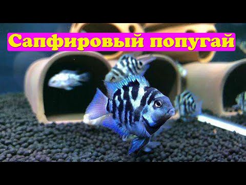 Видео: Голубой тигровый попугай