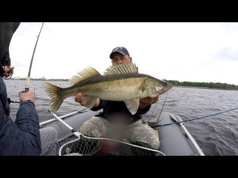 Видео: Ловля судака и окуня на Волге .